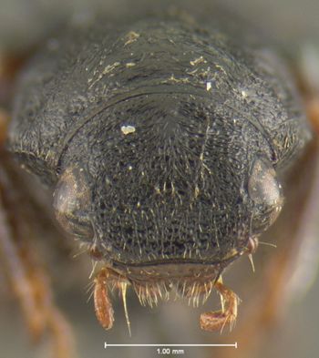Media type: image;   Entomology 24870 Aspect: head frontal view